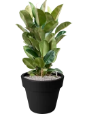 Ficus elastica 'Robusta' in Green Basics Grond (Vulkastrat)