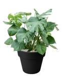 Monstera deliciosa in Green Basics Grond (Vulkastrat)