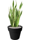 Sansevieria trifasciata 'Laurentii' in Green Basics Grond (Vulkastrat)