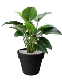 Philodendron 'Green Beauty' in Green Basics Grond (Vulkastrat)