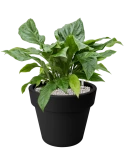 Anthurium ellipticum 'Jungle Bush' in Green Basics Grond (Vulkastrat)