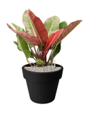 Philodendron 'Prince of Orange' in Green Basics Grond (Vulkastrat)