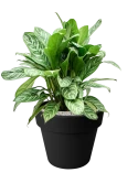 Aglaonema 'Stripes' in Green Basics Grond (Vulkastrat)