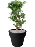 Ficus microcarpa 'Compacta' in Green Basics Grond (Vulkastrat)
