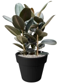 Ficus elastica 'Abidjan' in Green Basics Grond (Vulkastrat)