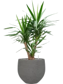 Yucca elephantipes in Rough Grond (Vulkastrat)