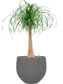 Beaucarnea recurvata in Rough Grond (Vulkastrat)
