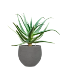 Aloe red safari (70-100) in Rough Grond (Vulkastrat)