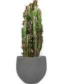 Euphorbia trigona 'Rubra' in Rough Grond (Vulkastrat)