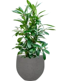 Ficus cyathistipula in Rough Grond (Vulkastrat)