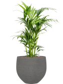 Kentia (Howea) forsteriana in Rough Hydrocultuur