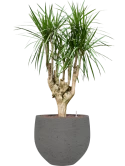 Dracaena marginata in Rough Hydrocultuur
