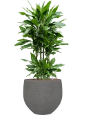 Dracaena fragrans 'Janet Lind' in Rough Hydrocultuur