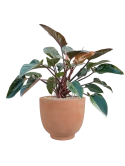 Philodendron 'Red Beauty' in Terra Cotta Kevin Grond (Vulkastrat)