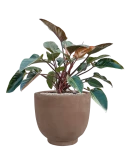 Philodendron 'Red Beauty' in Terra Cotta Kevin Grond (Vulkastrat)
