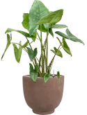 Alocasia zebrina in Terra Cotta Kevin Grond (Vulkastrat)