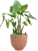 Alocasia zebrina in Terra Cotta Kevin Grond (Vulkastrat)