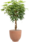 Schefflera arboricola 'Compacta' in Terra Cotta Kevin Grond (Vulkastrat)