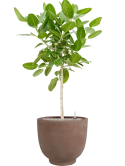 Ficus benghalensis 'Audrey' in Terra Cotta Kevin Grond (Vulkastrat)