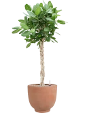 Ficus benghalensis 'Audrey' in Terra Cotta Kevin Grond (Vulkastrat)