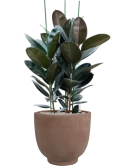 Ficus elastica 'Abidjan' in Terra Cotta Kevin Grond (Vulkastrat)