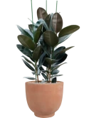 Ficus elastica 'Abidjan' in Terra Cotta Kevin Grond (Vulkastrat)