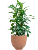 Ficus cyathistipula in Terra Cotta Kevin Grond (Vulkastrat)