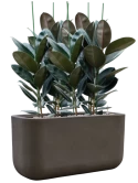 Ficus elastica 'Abidjan' in Baq Seren Grond (Vulkastrat) Grond (Vulkastrat)