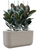Ficus elastica 'Abidjan' in Baq Seren Grond (Vulkastrat) Grond (Vulkastrat)