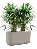 Rhapis excelsa in Baq Seren Grond (Vulkastrat) Grond (Vulkastrat)