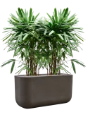 Rhapis excelsa in Baq Seren Grond (Vulkastrat) Grond (Vulkastrat)