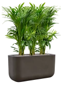 Kentia (Howea) forsteriana in Baq Seren Grond (Vulkastrat) Grond (Vulkastrat)