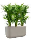 Kentia (Howea) forsteriana in Baq Seren Grond (Vulkastrat) Grond (Vulkastrat)
