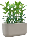 Ficus lyrata in Baq Seren Grond (Vulkastrat) Grond (Vulkastrat)