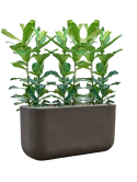 Ficus lyrata in Baq Seren Grond (Vulkastrat) Grond (Vulkastrat)