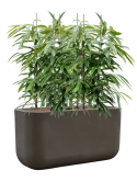 Ficus binnendijkii 'Amstel King' in Baq Seren Hydrocultuur