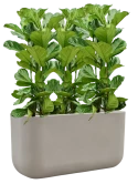 Ficus lyrata in Baq Seren Hydrocultuur
