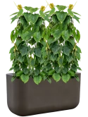 Philodendron scandens in Baq Seren Hydrocultuur