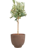 Acca sellowiana in Terra Cotta Kevin Grond outdoor met Boomschors