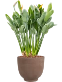 Strelitzia reginae in Terra Cotta Kevin Grond outdoor met Boomschors