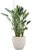 Strelitzia reginae in Antwerp Grond outdoor met Boomschors