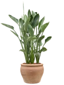Strelitzia reginae in Terra Antica Grond outdoor met Boomschors