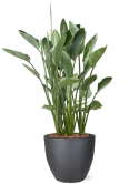 Strelitzia reginae in Plain Grond outdoor met Boomschors
