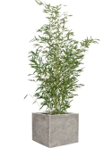 Phyllostachys bissetii in Coast Mountains Grond outdoor