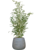 Phyllostachys bissetii in Dolomites Grond outdoor met Boomschors Grond outdoor met Boomschors