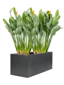 Strelitzia reginae in Stretto Grond outdoor Grond outdoor