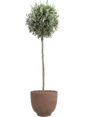 Olea europaea in Terra Cotta Kevin Grond outdoor met Boomschors