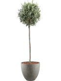 Olea europaea in Grigio Grond outdoor met Boomschors