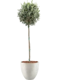 Olea europaea in Grigio Grond outdoor met Boomschors