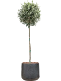 Olea europaea in Baq Terrazzo Grond outdoor met Boomschors